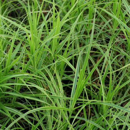 Carex panicea