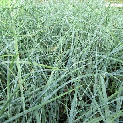 Carex panicea