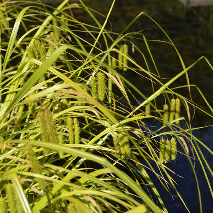 Carex pseudocyperus
