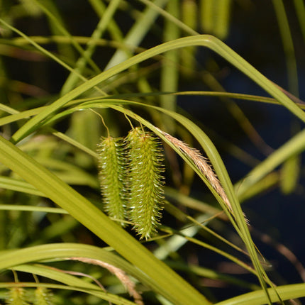 Carex pseudocyperus