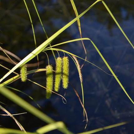 Carex pseudocyperus