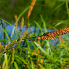 1 / 7cm Bareroot