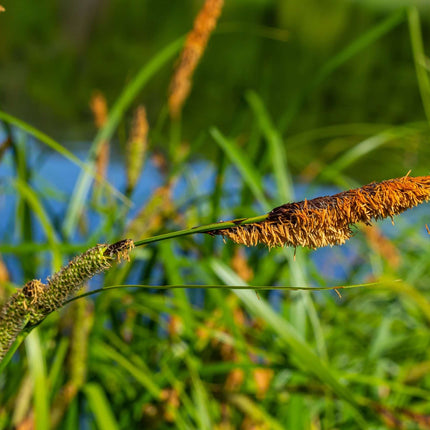 Carex acuta