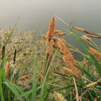 1 / 7cm Bareroot
