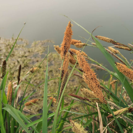 Carex acutiformis