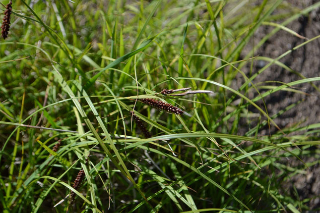 Carex flacca