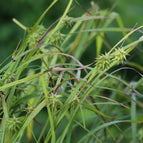 1 / 7cm Bareroot