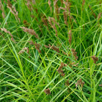 Carex muskingumensis