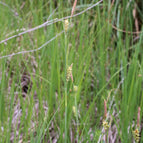 1 / 7cm Bareroot