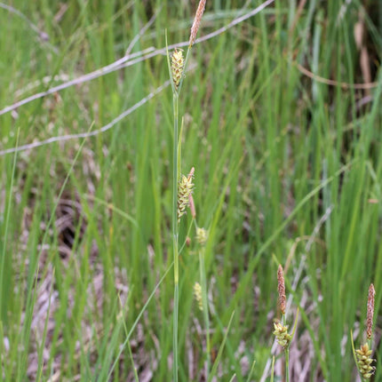 Carex panicea