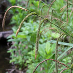 1 / 7cm Bareroot