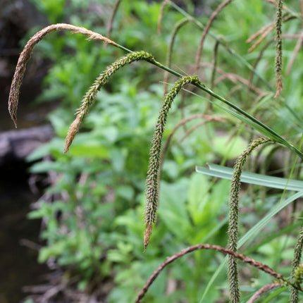 Carex pendula