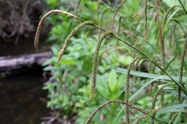 Carex pendula