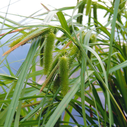 Carex pseudocyperus