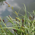 1 / 7cm Bareroot