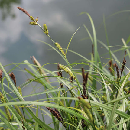 Carex riparia