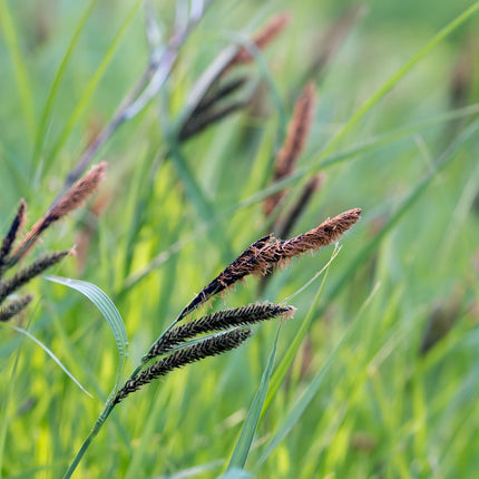 Carex acutiformis