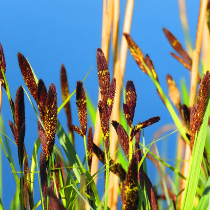 Carex acutiformis