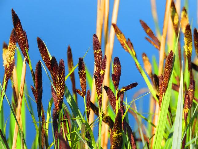 Carex acutiformis