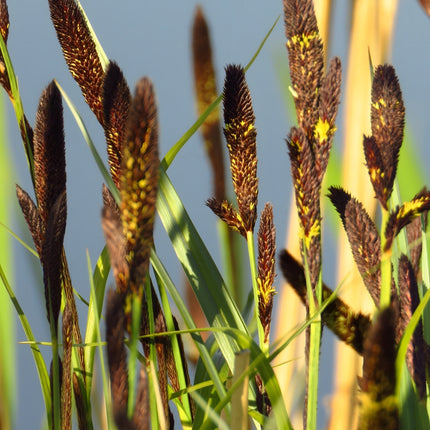 Carex acutiformis