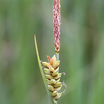 Carex panicea