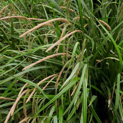 Carex pendula