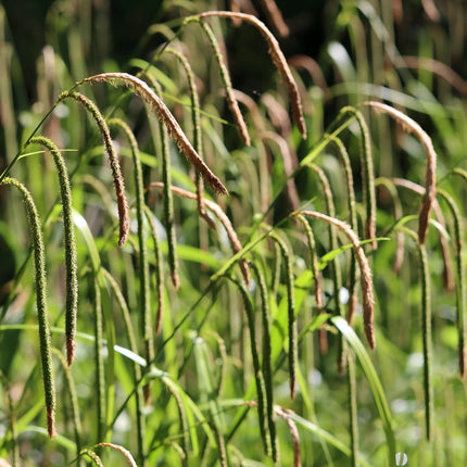 Carex pendula