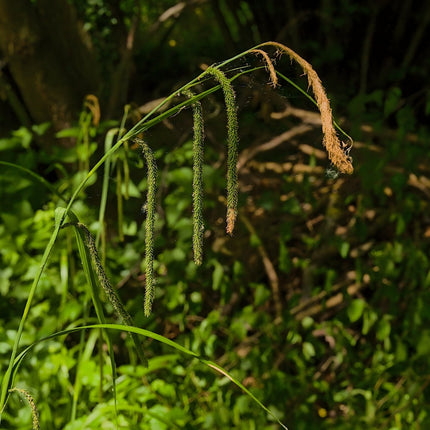 Carex pendula