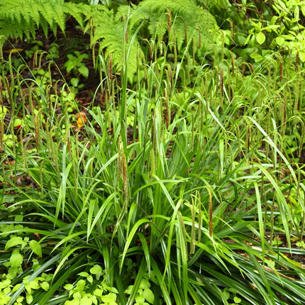 Carex pendula