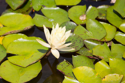 Charlene Strawn Water Lily - Pond Plants - LW04