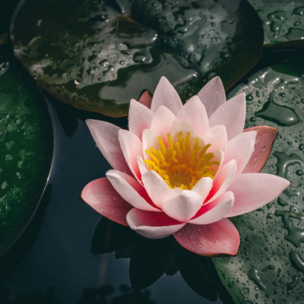 Nymphaea 'Colorado'