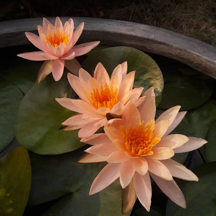Nymphaea 'Colorado'