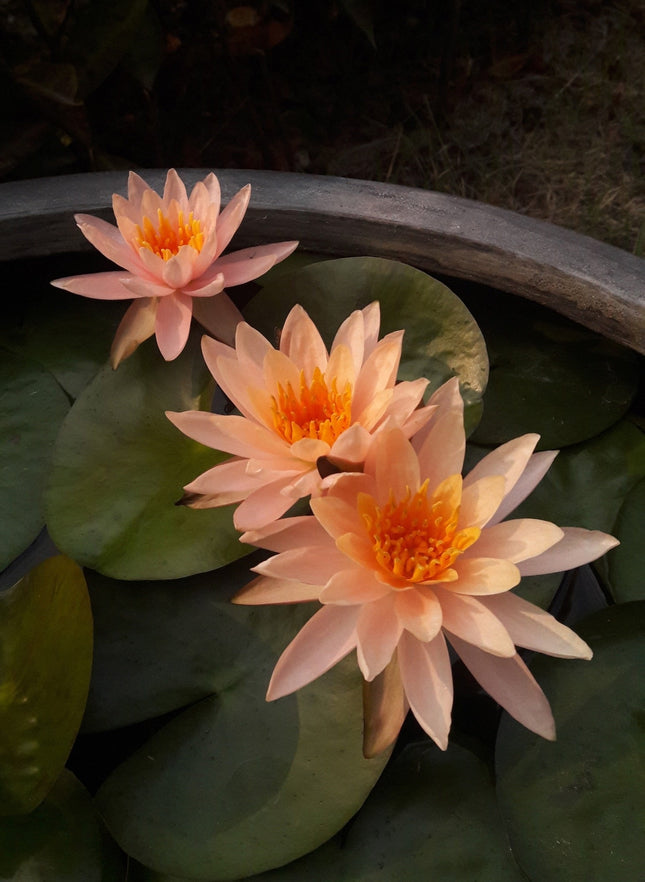 Nymphaea 'Colorado'