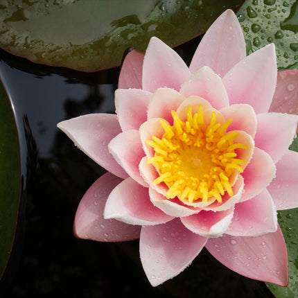 Nymphaea 'Colorado'