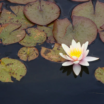 Nymphaea 'Comanche'