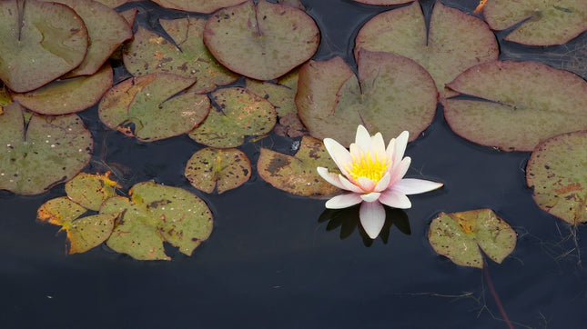 Nymphaea 'Comanche'
