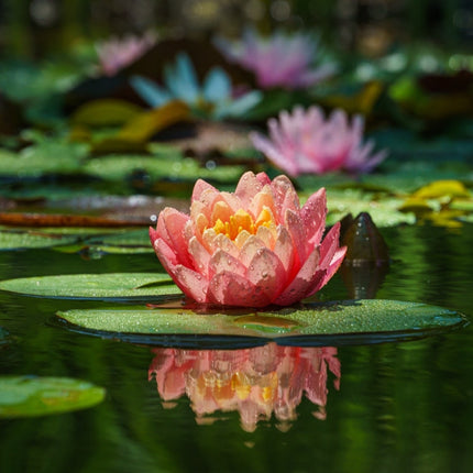 Nymphaea 'Comanche'