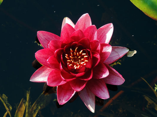 Conqueror Water Lily - Pond Plants - LW07