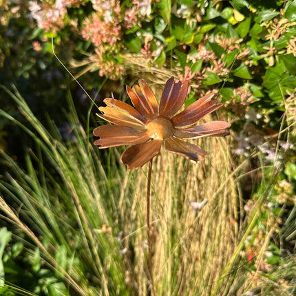 Copper Cosmos Flower