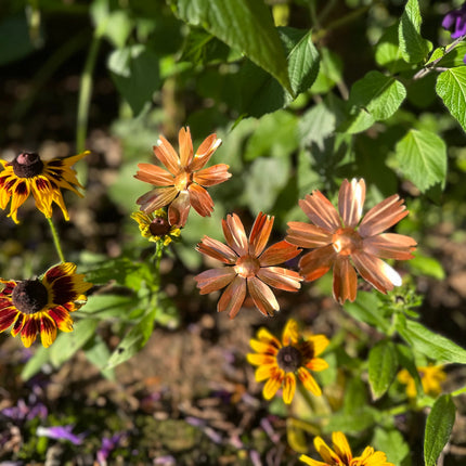 Copper Cosmos Flower