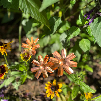 Copper Cosmos Flower