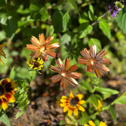 Copper Cosmos Flower