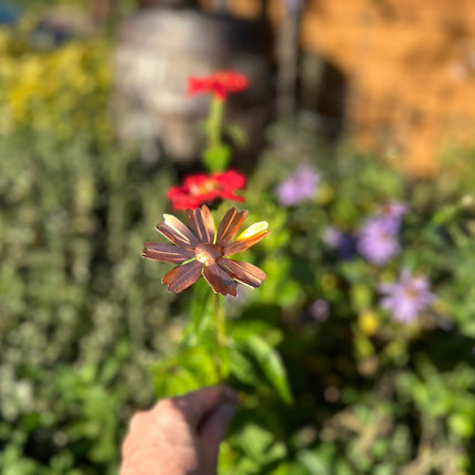 Copper Cosmos Flower