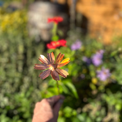 Copper Cosmos Flower