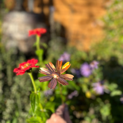 Copper Cosmos Flower