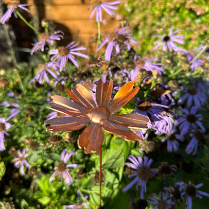 Copper Cosmos Flower