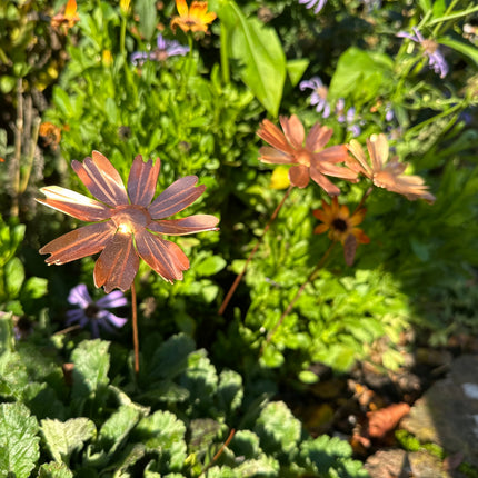 Copper Cosmos Flower