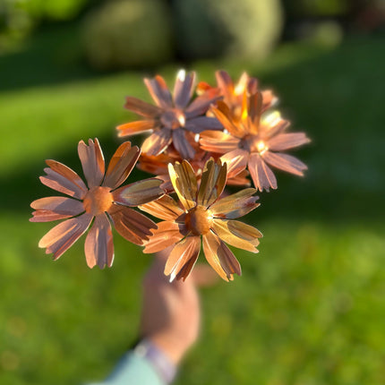 Copper Cosmos Flower