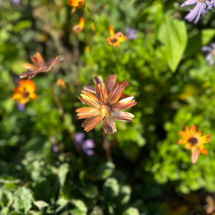 Copper Cosmos Flower