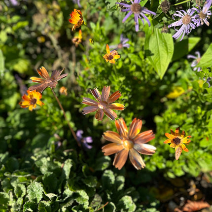 Copper Cosmos Flower